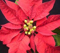 Sample Poinsettia Indoor Plants Easy Poinsettia Plant Red Christmas Flower