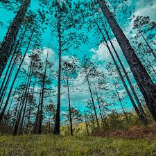 Image result for tbn:ekRZeqiUkU8b5M::www.hormiga.org/fondosescritorio/wallpapers/Paisajes-y-naturaleza/fotos/Paisajes-22.jpg