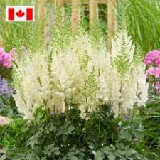 About 5% % of these are flower bulbs, seeds & seedlings, 1%% are vegetable seeds. 290 Best Perennial Plants Ideas In 2021 Perennial Plants Plants Plant Identification