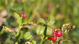 Image result for Gymnosporia tenuispina