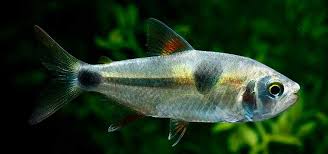Taming Predatory Freshwater Fish Tropical Fish Hobbyist Magazine