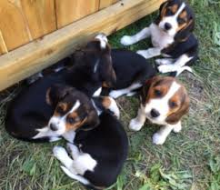 She has been a pleasure to have around since day one. Beagle Puppies Buyers Guide Dog Nerdz