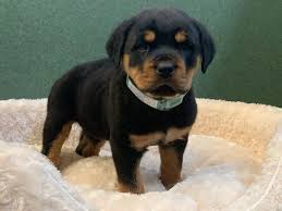 Rottweiler Black And Brown Puppy Rottweiler Dog Male Black Rust 2369273 Petland San Antonio Rottweiler Dog Rottweiler Puppies Rottweiler