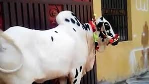 Russian hackers and the german election; 15 Beautiful Qurbani Cow In Eid Ul Azha 2015 Hd Videos Must Watch Video Dailymotion