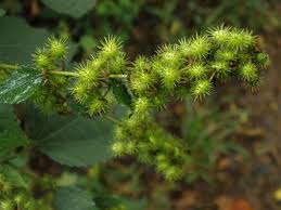 Image result for Triumfetta trifida