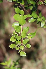 Image result for Clutia robusta