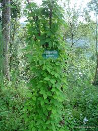 Image result for Macrotyloma africanum