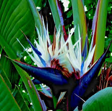 Image result for Strelitzia nicolai