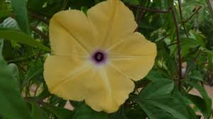 Image result for Ipomoea tuberculata