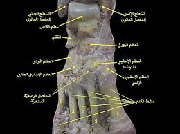 كعب قدم
