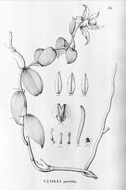 Image result for Vanilla crenulata