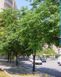 Image result for Melia azedarach