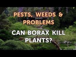 We did not find results for: Can Borax Kill Plants Youtube
