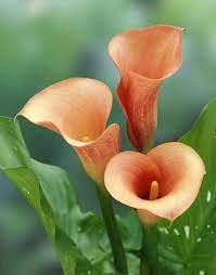 Calla Lily Mozart Calla Lily Flowers Peach Flowers Calla Lily