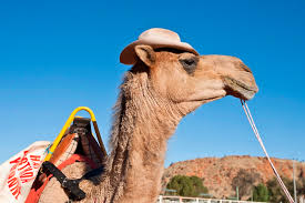 Ahmed is a camel jockey. Camel Racing See Business Travel Meetings Magazine