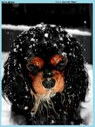 Black And Tan Cavalier King Charles Puppy Snow By I Eat Homework On Deviantart King Charles Cavalier Spaniel Puppy Cavalier King Charles Dog King Charles Dog