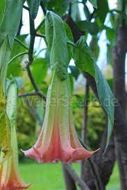 Brugmansia Suaveolens White Angel Trumpet Seeds Plants Dried Herbs
