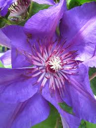 Grandiflora (m) clematis montana var. Rhs Advice Tips On Garden Indoor Plants Plant Finder Selector Rhs Gardening