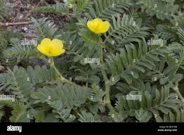Image result for Tribulus cistoides