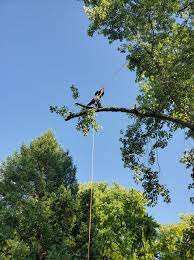 Furthermore, we are tree care experts and our business is to take care of all of your. Noel S Tree Service Services Facebook