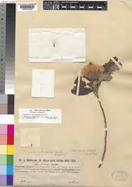 Image result for Vernonia adoensis