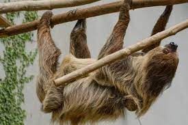 It is the second largest us state by total area (after alaska) with 268,596 sq mi (695,662 km2) and population (after california) with nearly 29 million people as of 2019. 10 Exotic Pets That Are Legal In Texas Pethelpful
