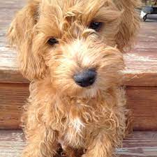 Pin By Jaya Smith On Cute Schnoodle Puppy Schnoodle Dog Schnoodle