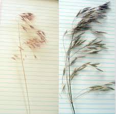 We did not find results for: How To Identify The Difference Between Japanese And Downy Brome Top Crop Managertop Crop Manager