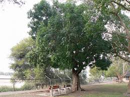 Image result for Ekebergia capensis