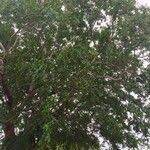 Image result for Xanthocercis zambesiaca