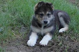 Great line german shepherd puppies. Lexi Was Born Alaskan Shepherds German Shepherd Malamute L N S Alaskan Malamutes