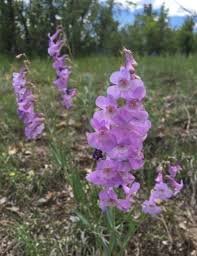 Image result for Penstemon