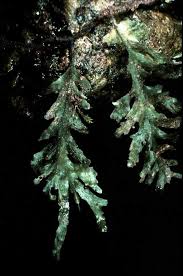 Image result for Didymoglossum erosum