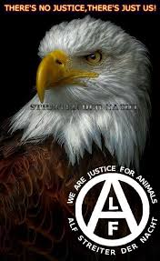 Animal Liberation Front Eagle Pictures Bald Eagle Photography Eagle Painting