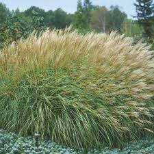 Miscanthus Adagio Ornamental Grasses Dwarf Plants Grass Species