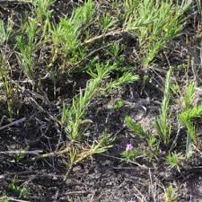 Image result for Nicolasia stenoptera