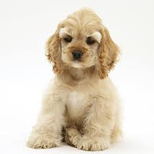 The american version of the cocker spaniel is derived from the english cocker spaniel. Buff American Cocker Spaniel Pup China 10 Weeks Sitting Photographic Print Mark Taylor Art Com