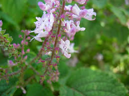 Image result for Plectranthus fruticosus