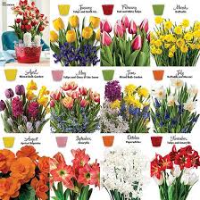 Bulb Garden Of The Month Club Flowers Breck S Gifts Garden Bulbs Winter Flowers Garden Bulb Flowers
