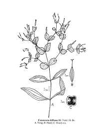 Image result for Canscora diffusa