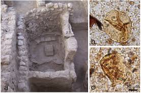 Image result for Triumfetta setulosa