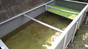 Budidaya Ikan Nila Di Kolam Kecil Tanpa Pompa Dan Aerator Youtube