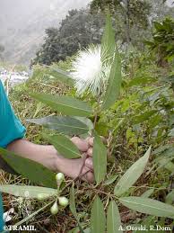 Image result for Eucalyptus sp.