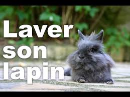 Laver Son Lapin Youtube