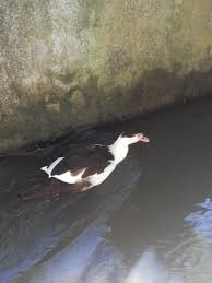 Ada trans media,dan leletnya orang, jadi translate. Itik Serati Or Muscovy Duck Indonesian And English Steemit