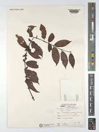 Image result for Cremaspora