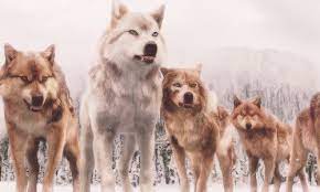 Twilight Series Photo The Wolf Pack Bd 2 Twilight Wolf Twilight Wolf Pack Twilight