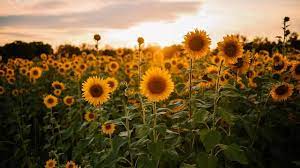 Bunga matahari (helianthus annuus l.) merupakan salah satu jenis bunga yang banyak diketahui oleh banyak orang. 45 Kata Kata Mutiara Tentang Bunga Anugerah Bagi Bumi Ragam Bola Com