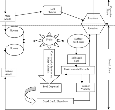 Image result for Dioscoreophyllum