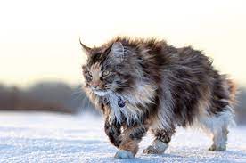 Maine coons are widely considered one of the most affectionate and loving breeds of cats around the world. Learn About The Maine Coon Cat Breed From A Trusted Veterinarian